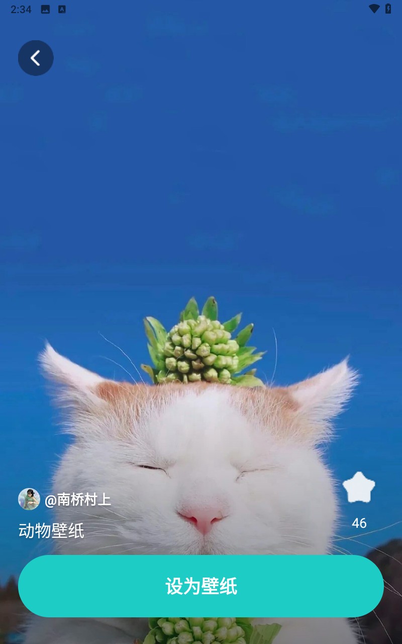 青藤壁纸最新版